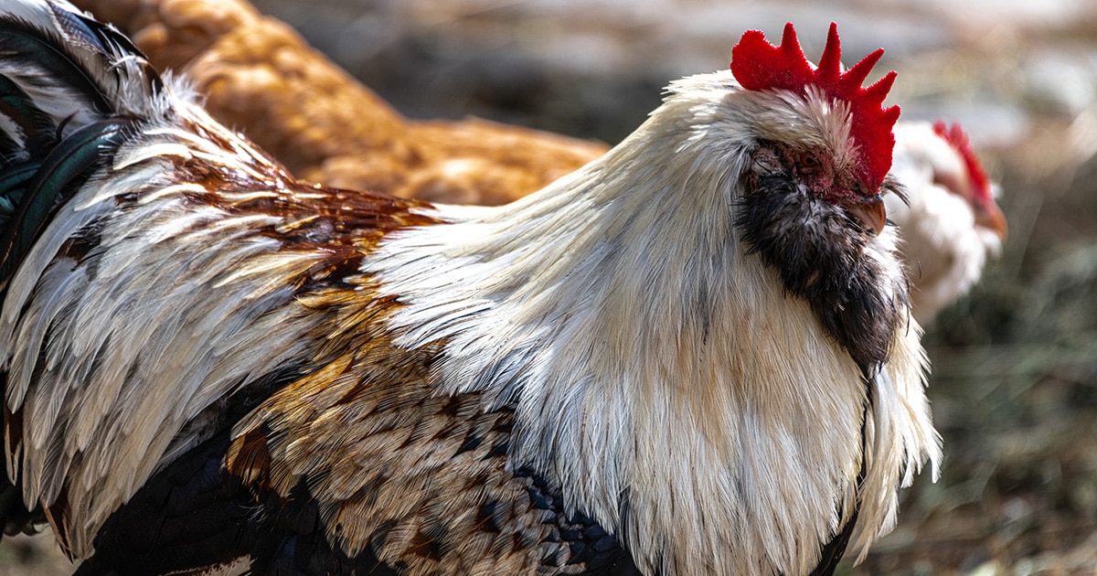 coq faverolles