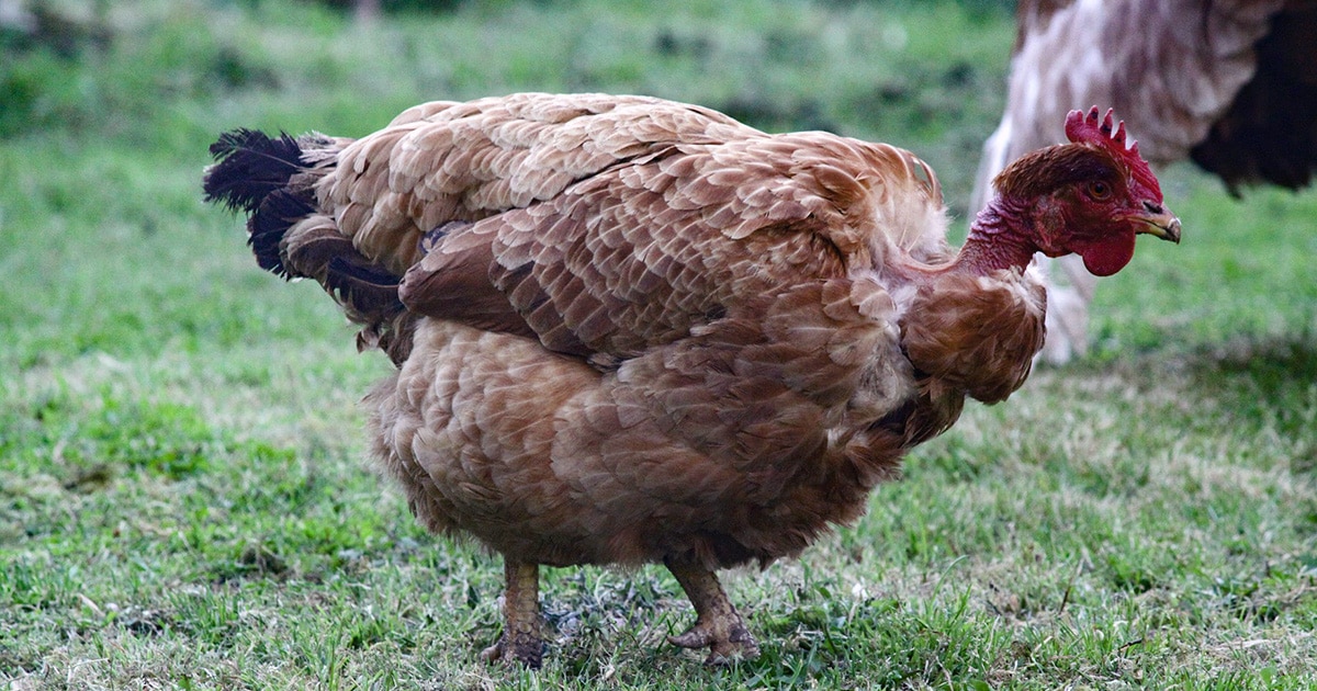 cou nu poule