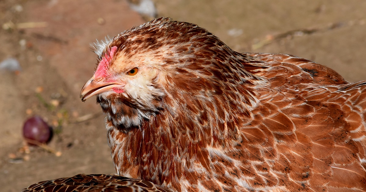 poule Faverolles