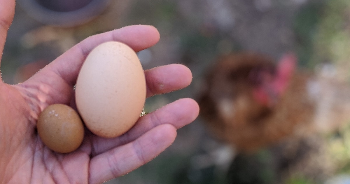 Petit oeuf : pourquoi ?