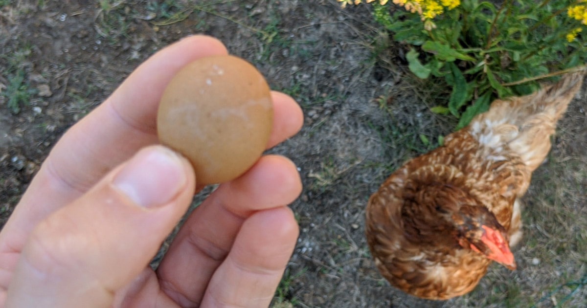petit oeuf de poule