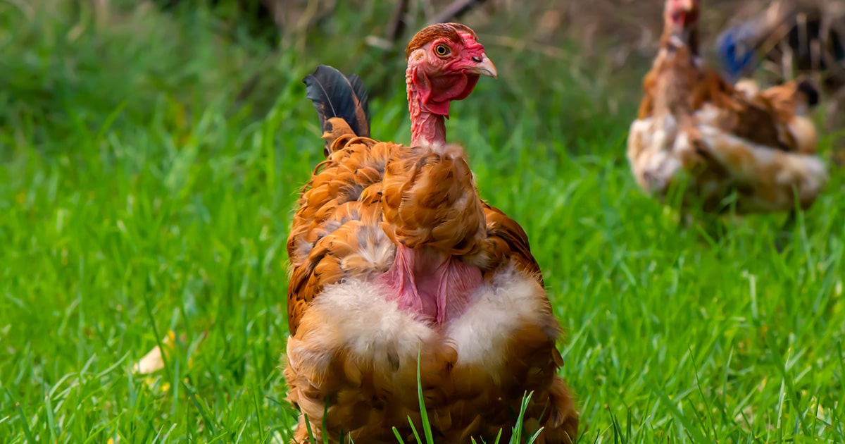une poule cou nu
