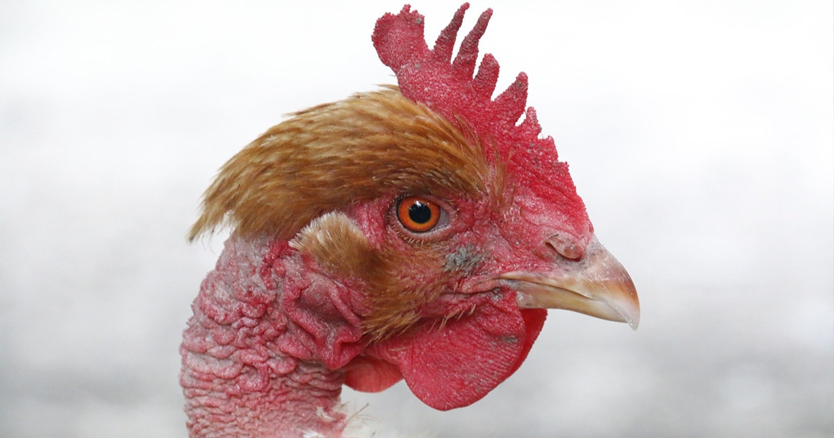 cou nu