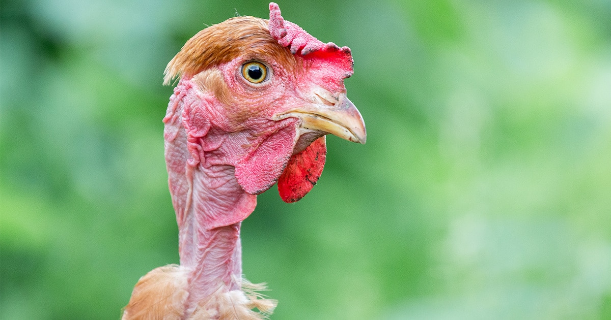 La poule cou nu