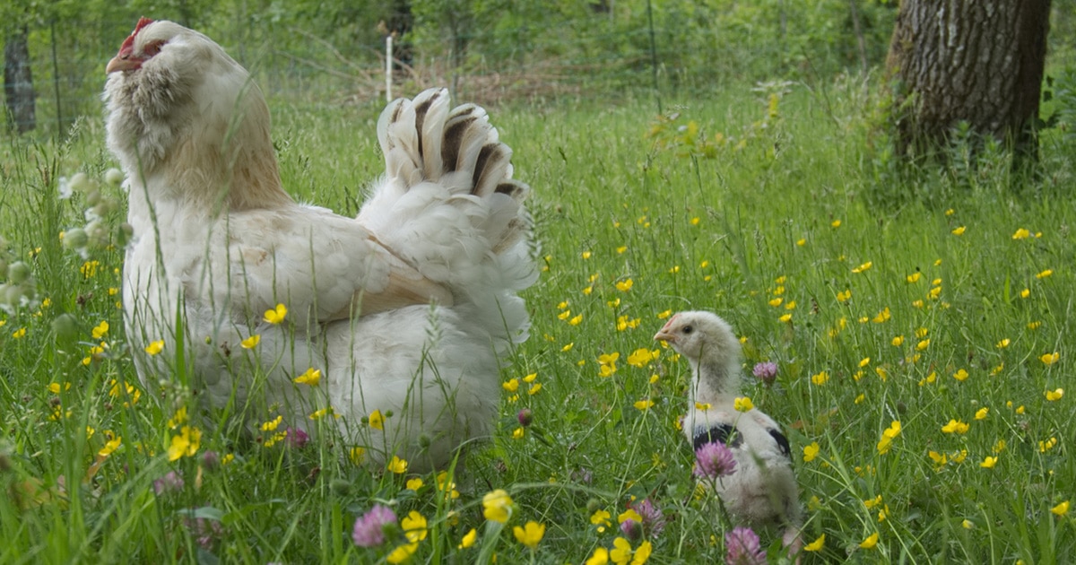 La poule Faverolles : 1 poule XL avec une tête de hibou