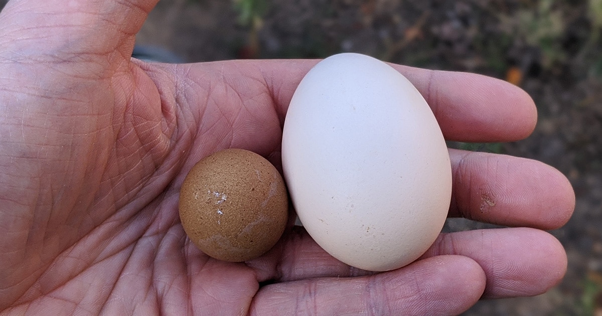 comparaison oeuf