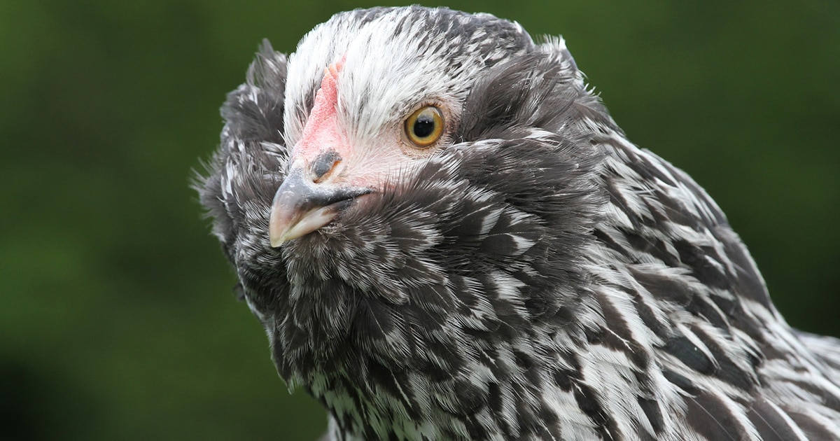 tête de poule faverolles