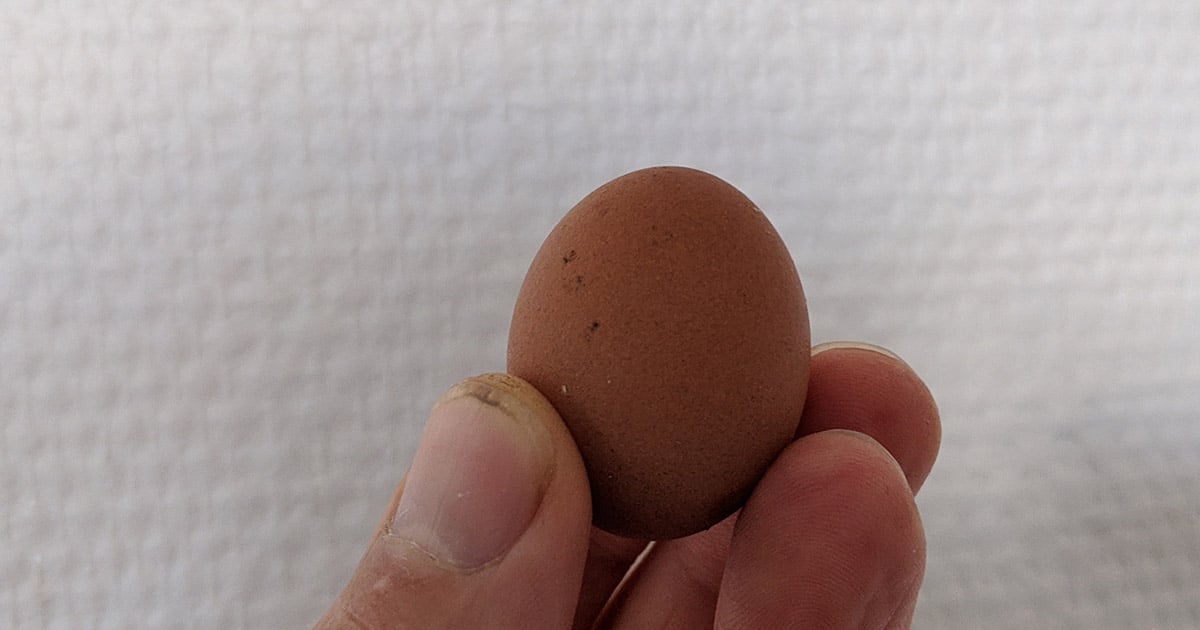 tout petit oeuf