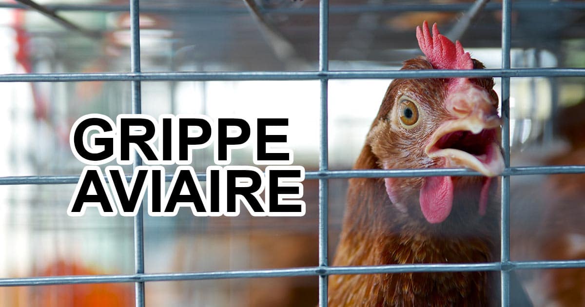 Grippe aviaire : que faut-il craindre pour les poulaillers de particuliers ?
