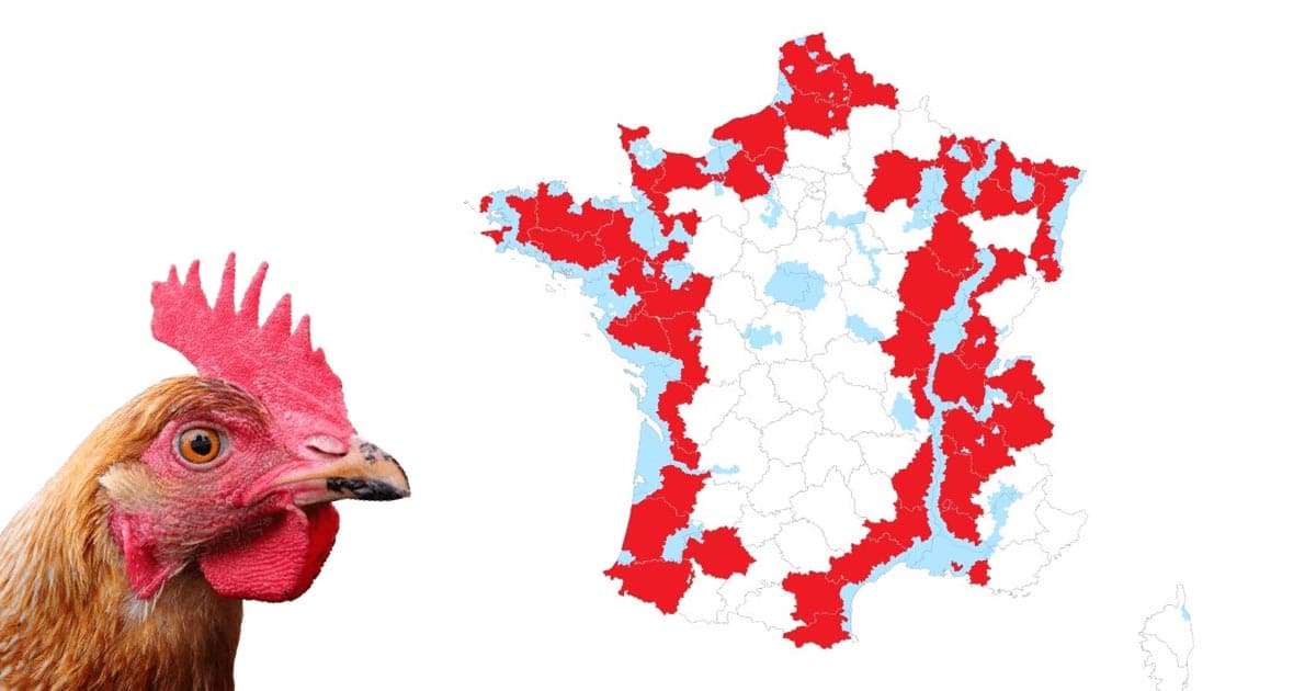 carte grippe aviaire