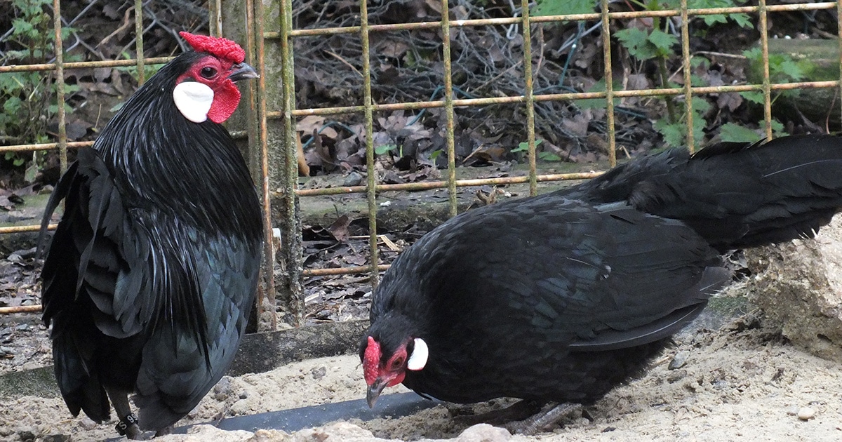 La poule java : la plus petite poule d’ornement