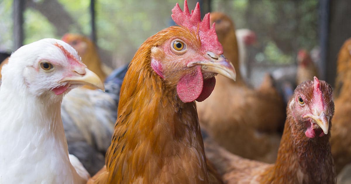 la grippe aviaire frappe les poules