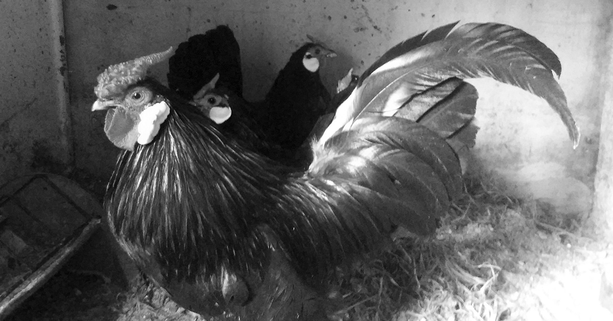 une poule java