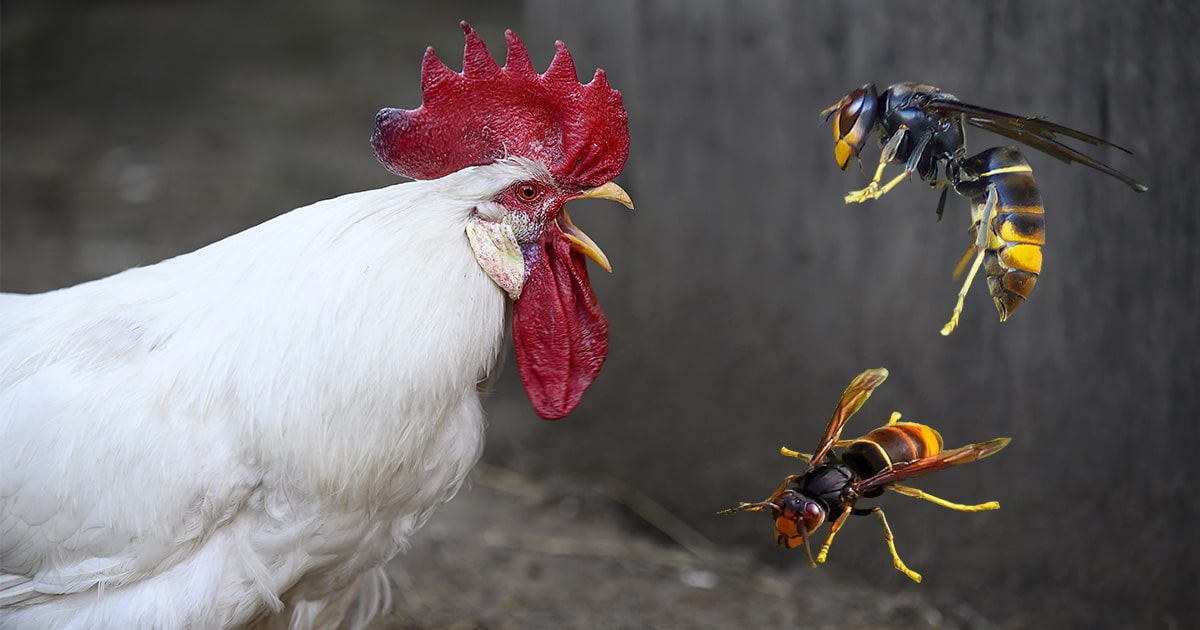 Les poules face au frelon asiatique