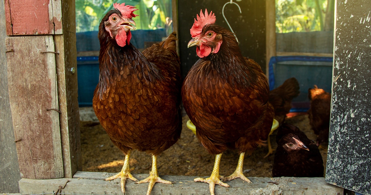 poule Rhode Island