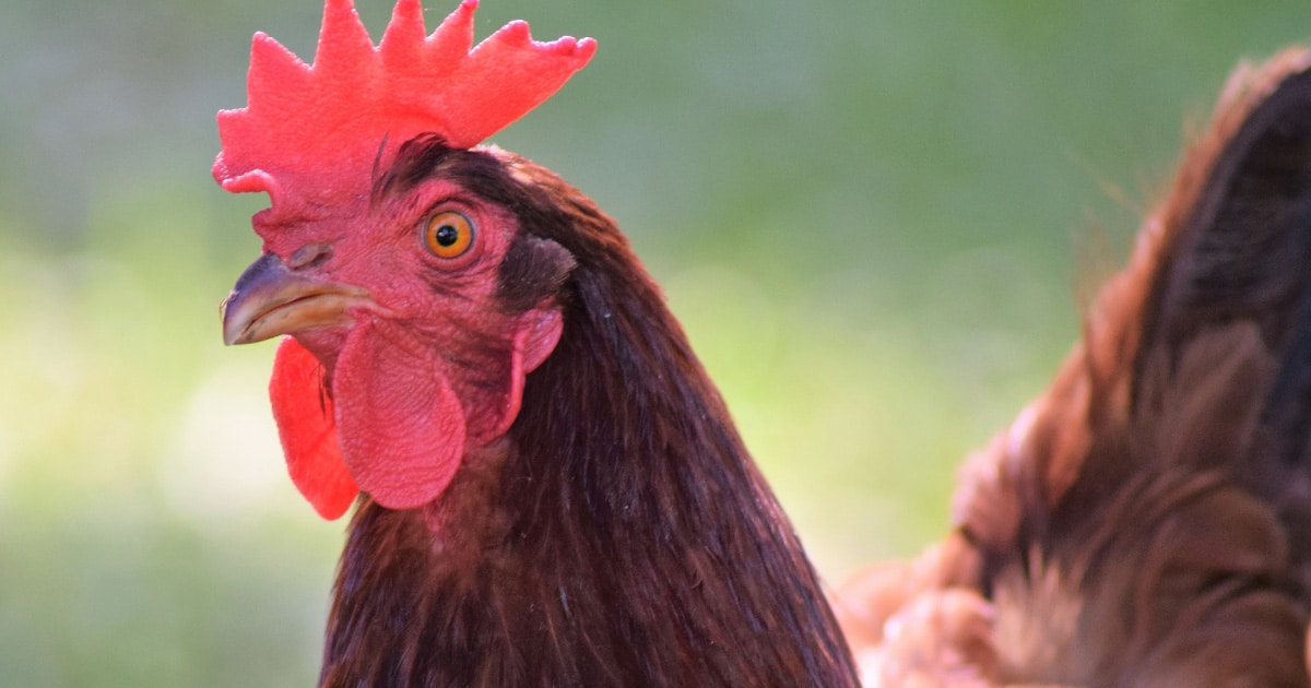 La poule Rhode Island