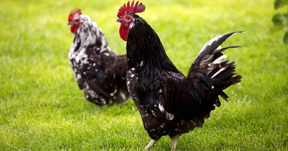 coq et poule de gournay
