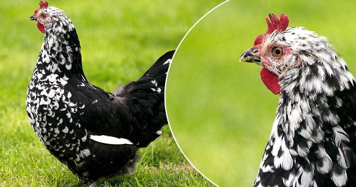 poule de gournay