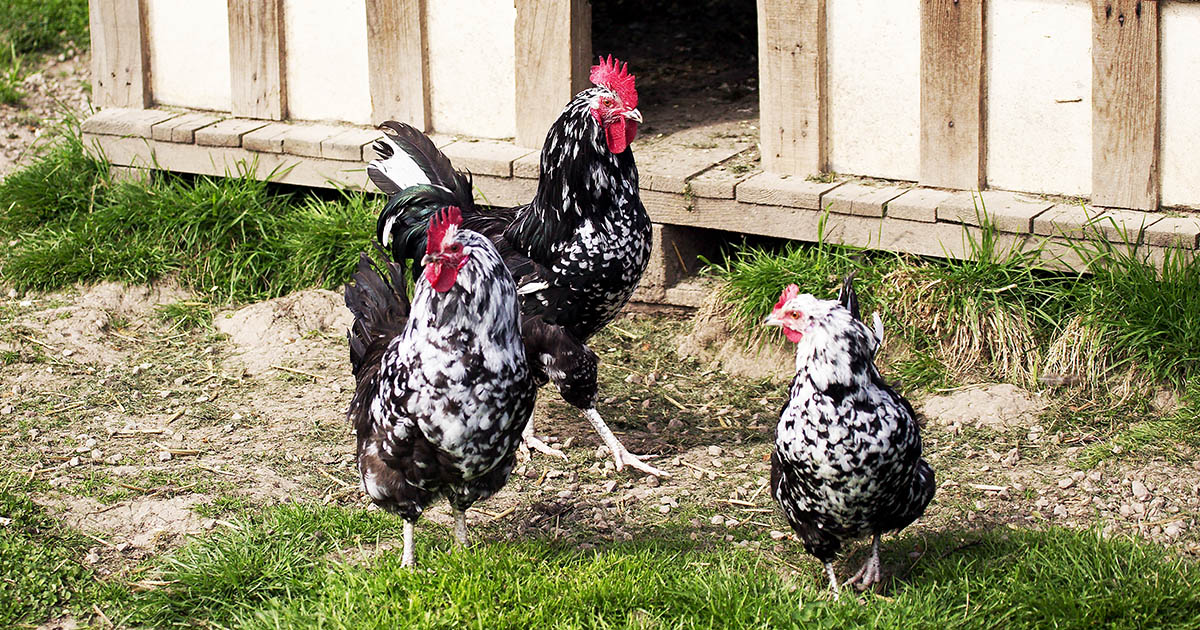 La poule de Gournay