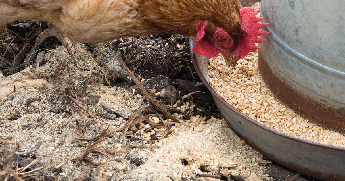 les poules dispersent les graines