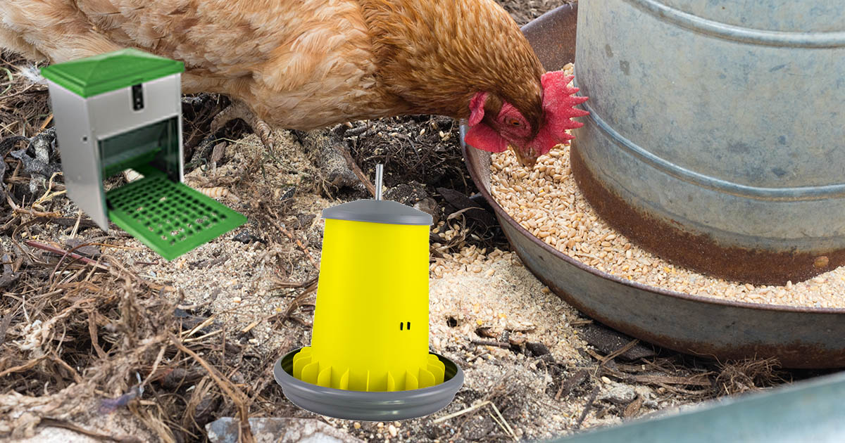 La mangeoire anti-gaspillage pour poules