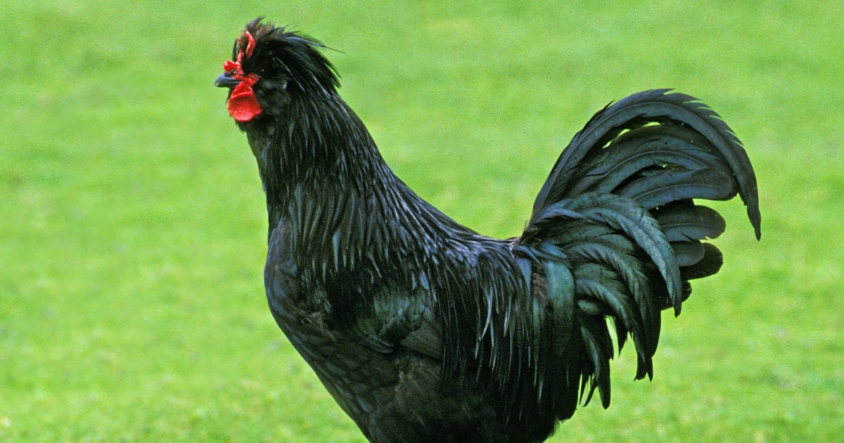 La poule de Crèvecœur : la volaille rustique