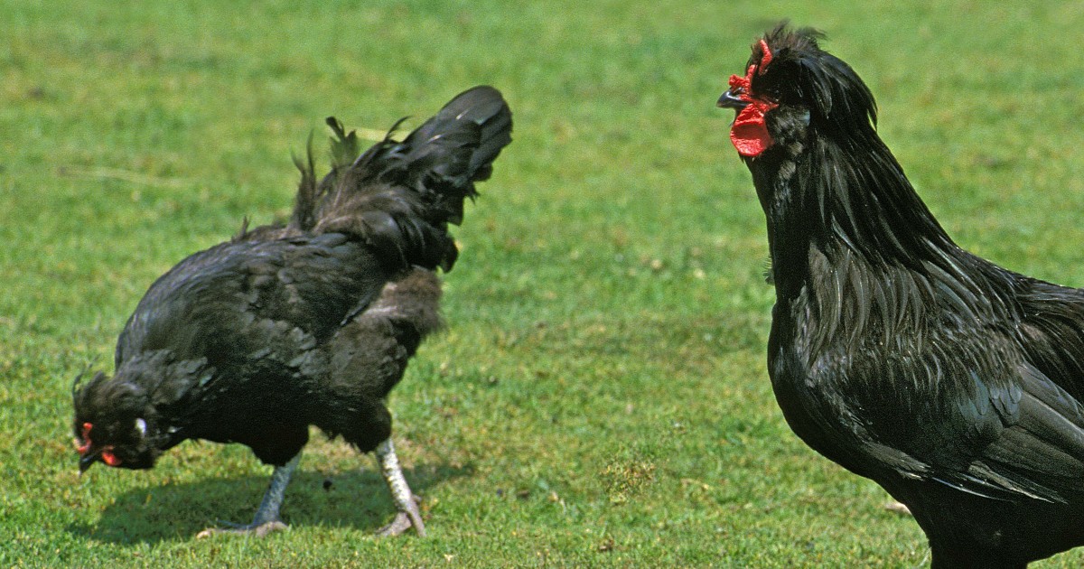 poule de Crèvecœur
