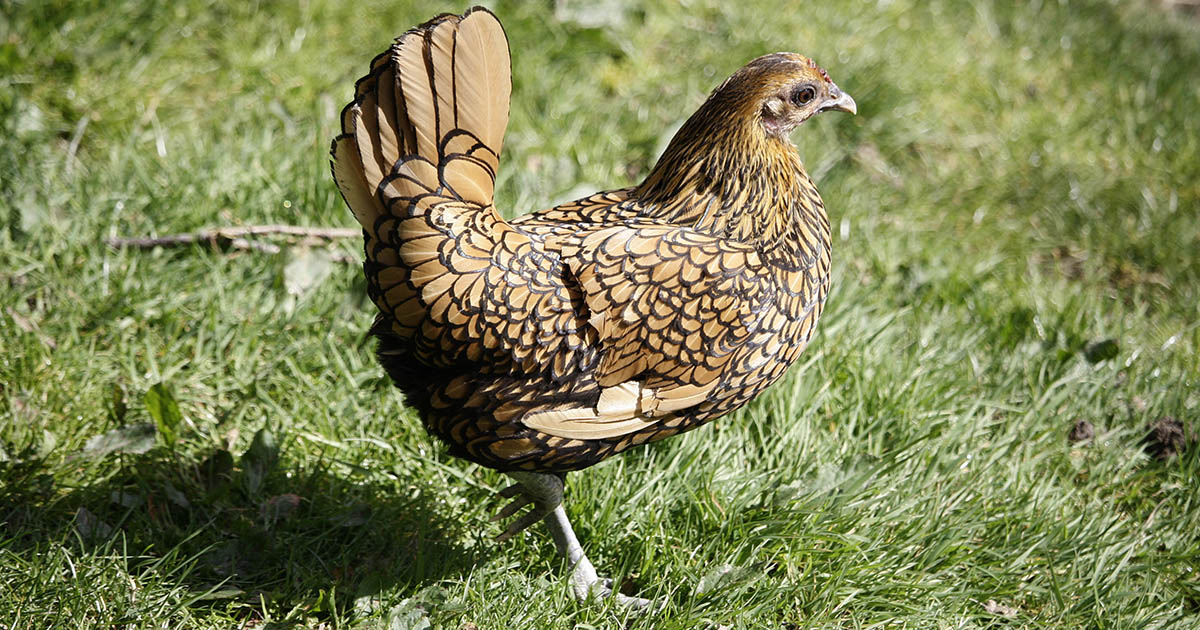 La poule Sebright