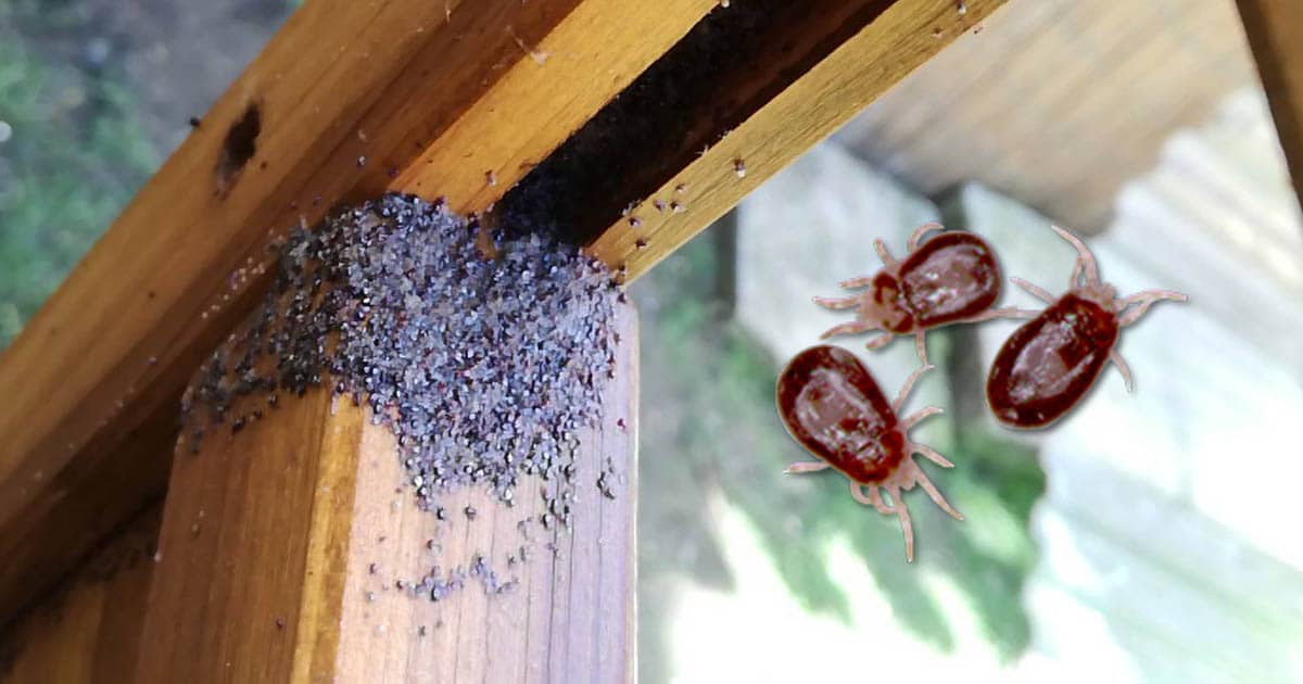 parasites chez les poules