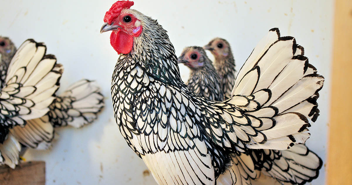 poule Sebright