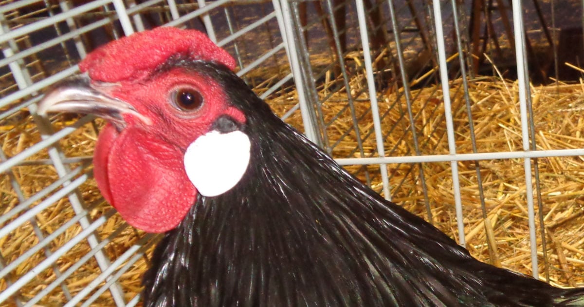 poule d alsace