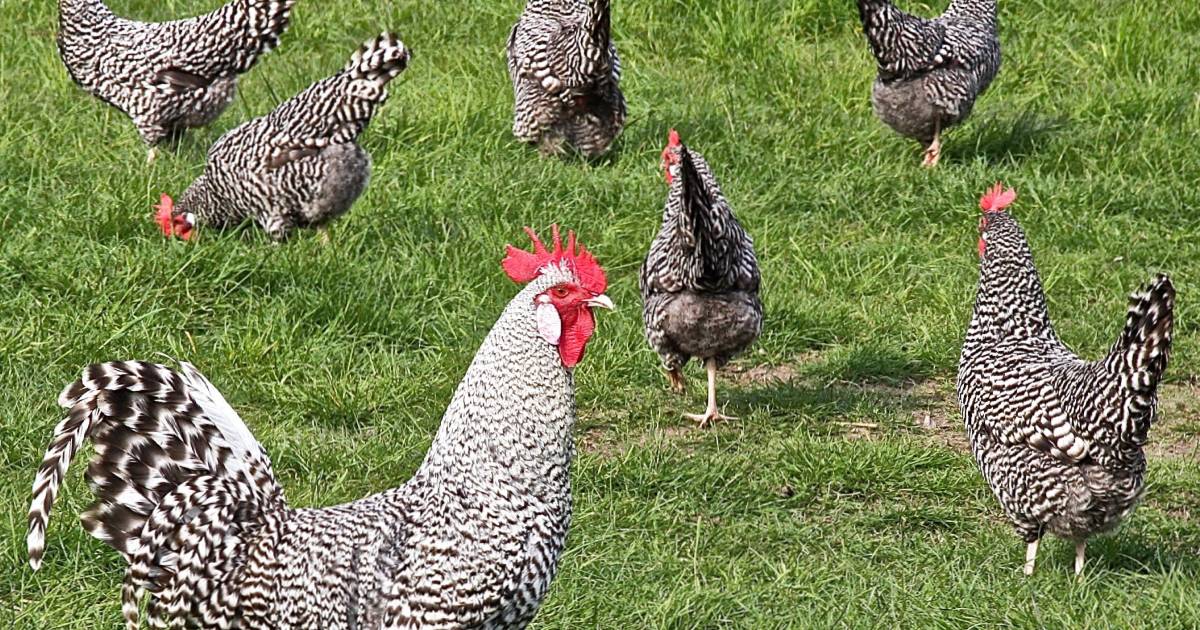 des poules plymuth dehors