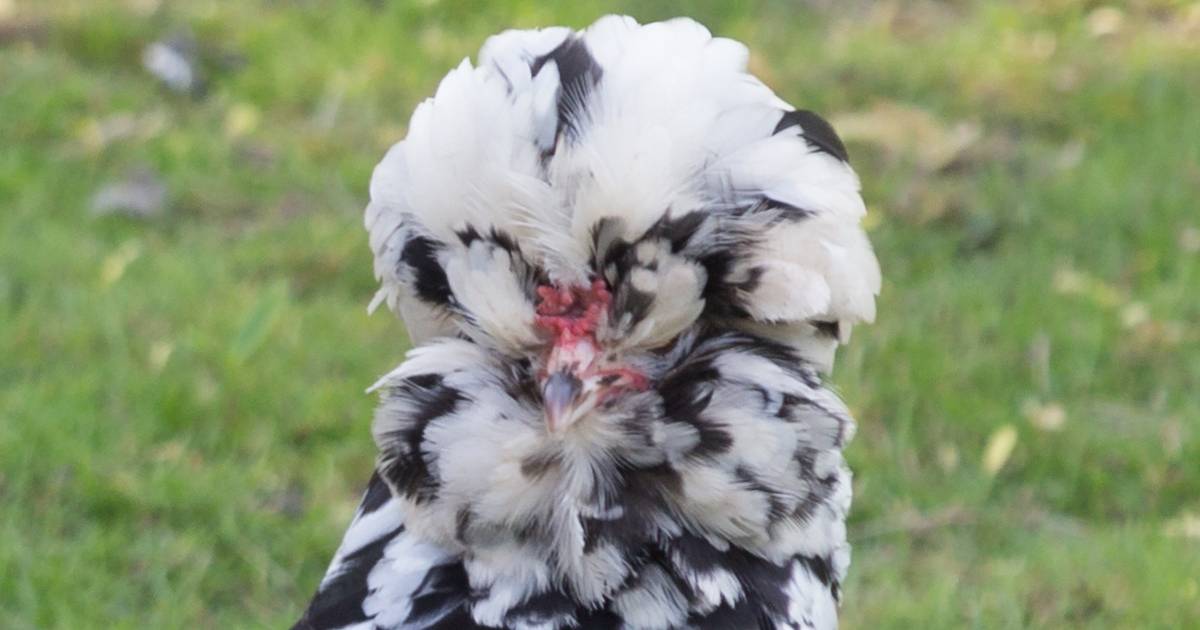 la poule houdan