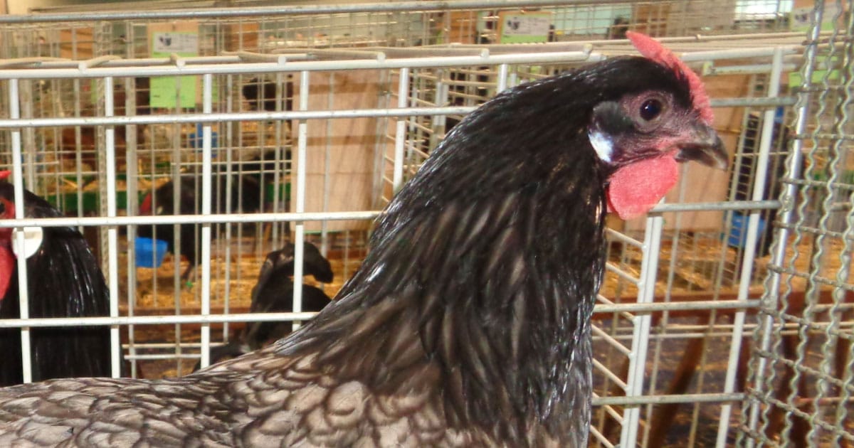 Découvrez la poule d Alsace : une race traditionnelle