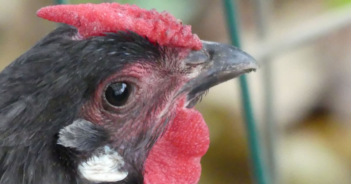 tête de la poule d'alsace