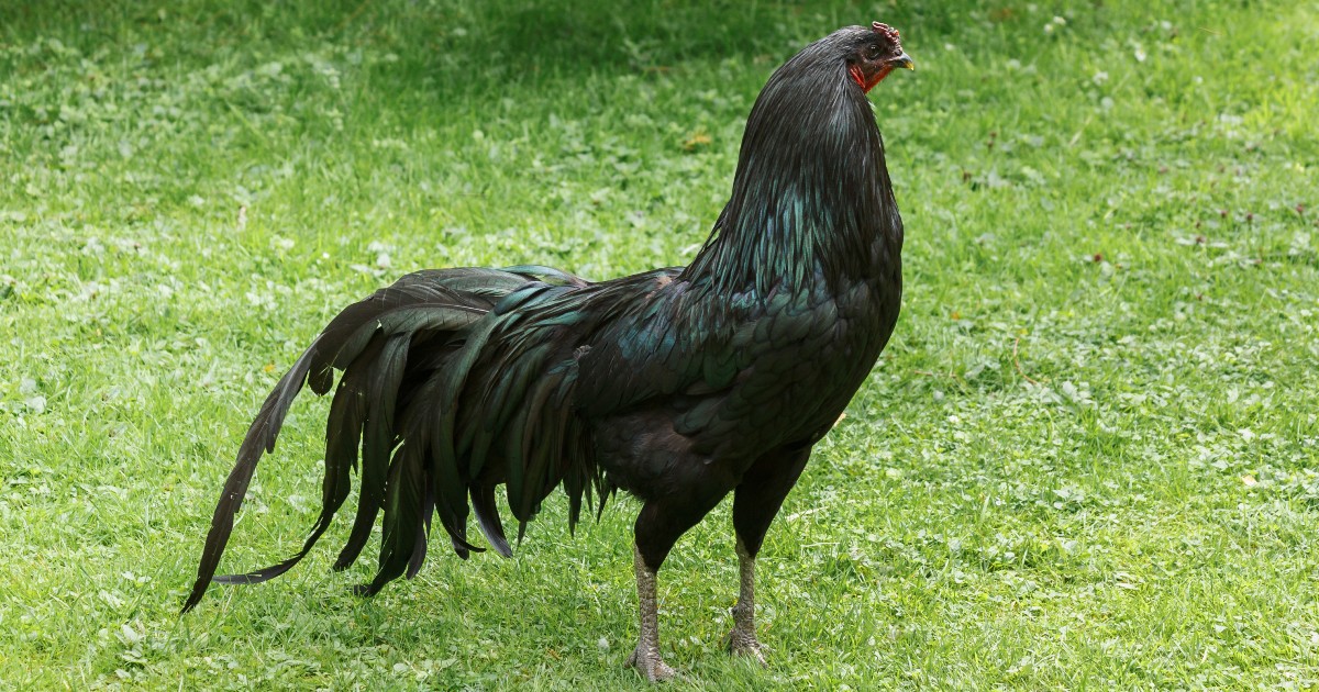 Poule Tout ce que vous devez savoir sur la poule Sumatra