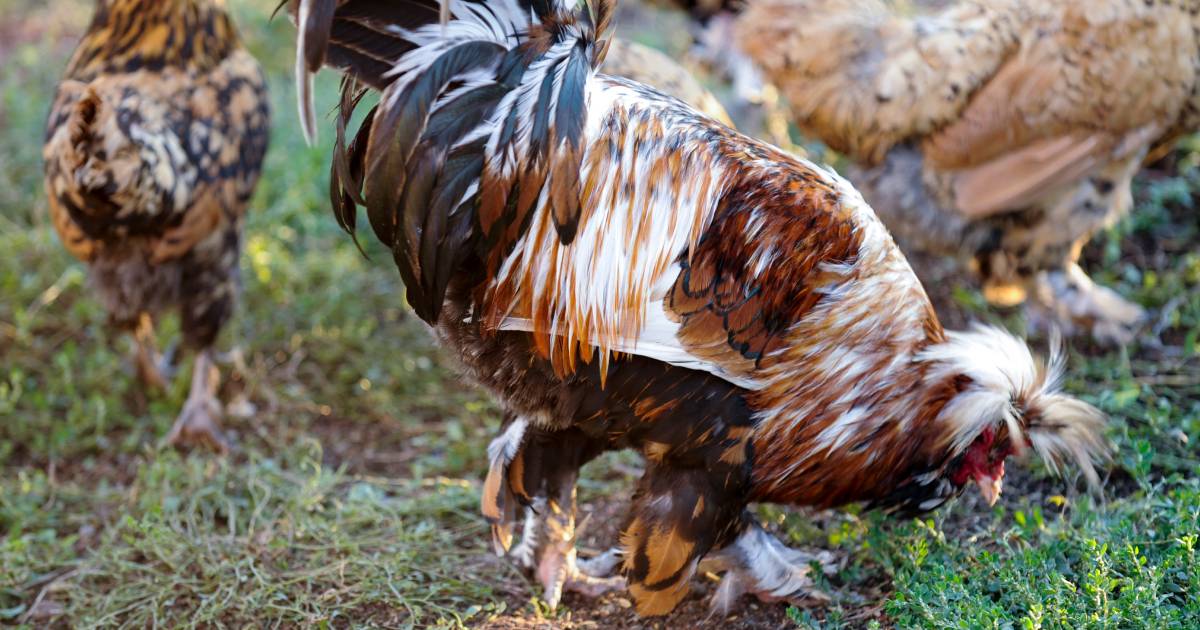 poule de houdan