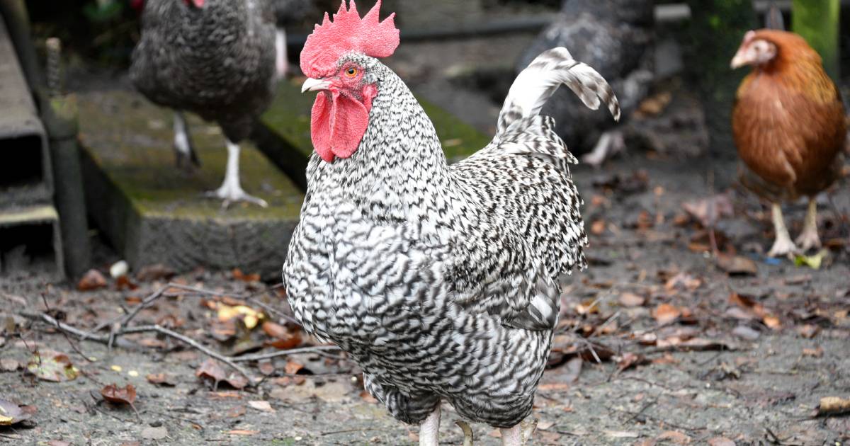 La poule Plymouth