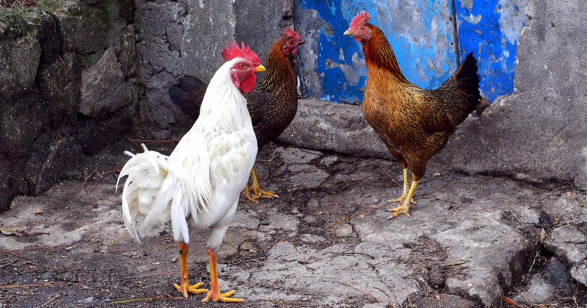 La poule sumatra