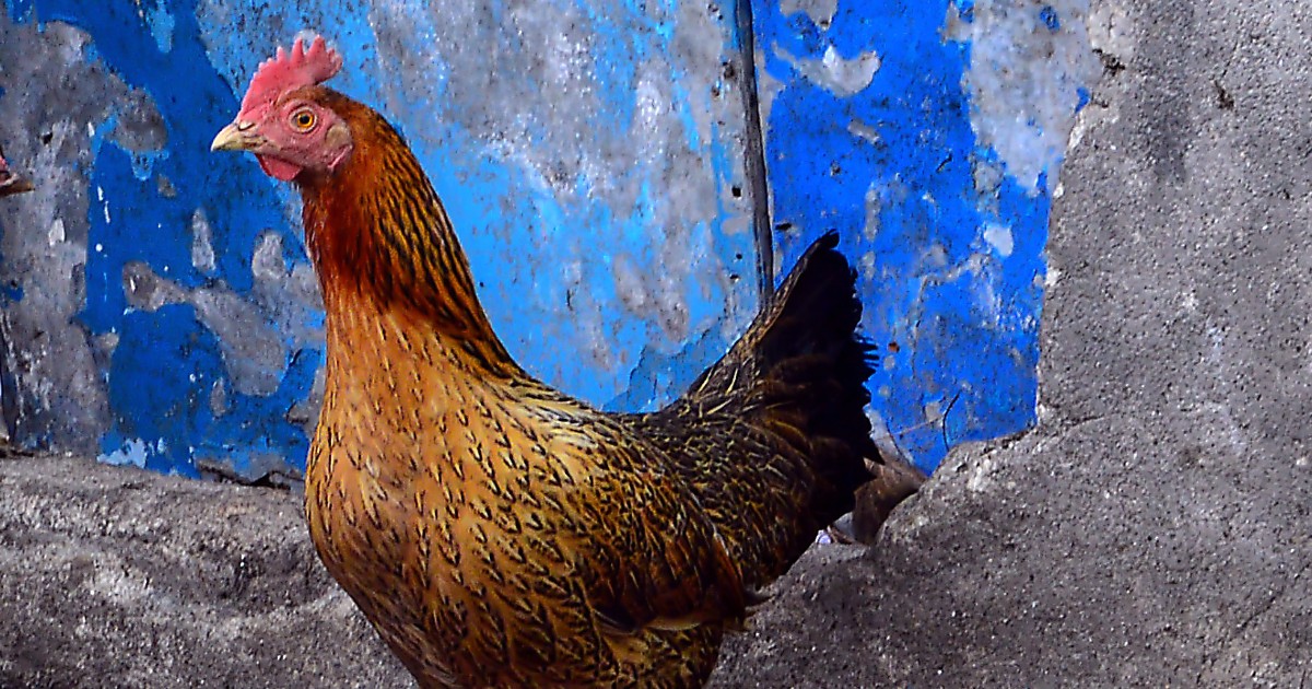 la poule sumatra