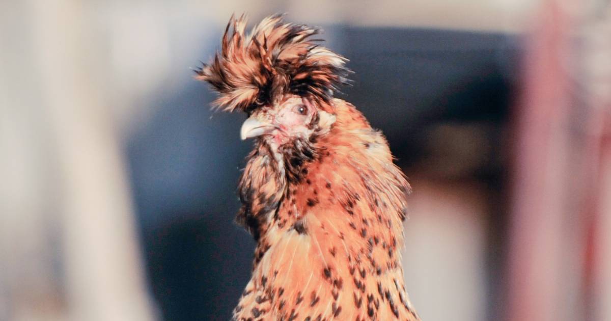 Poule Tout savoir sur la poule Houdan