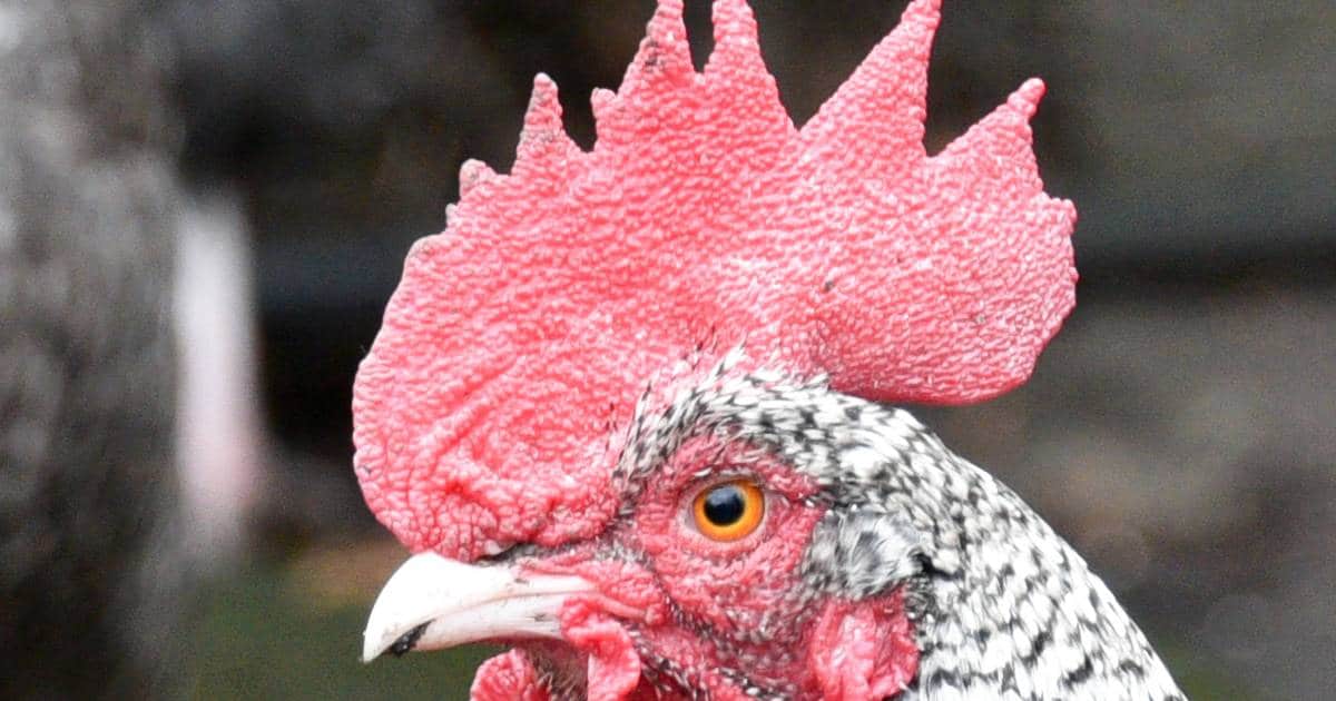 tête d'une poule Plymouth