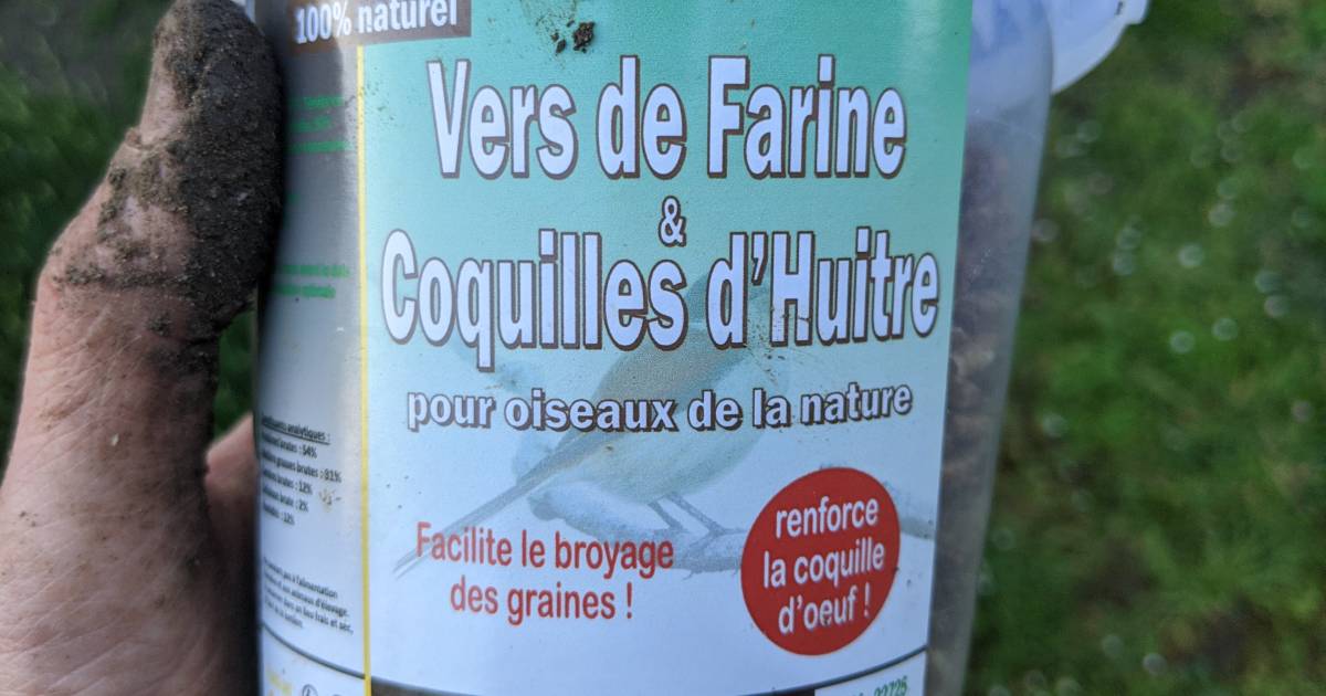 pot de vers de faine séchés