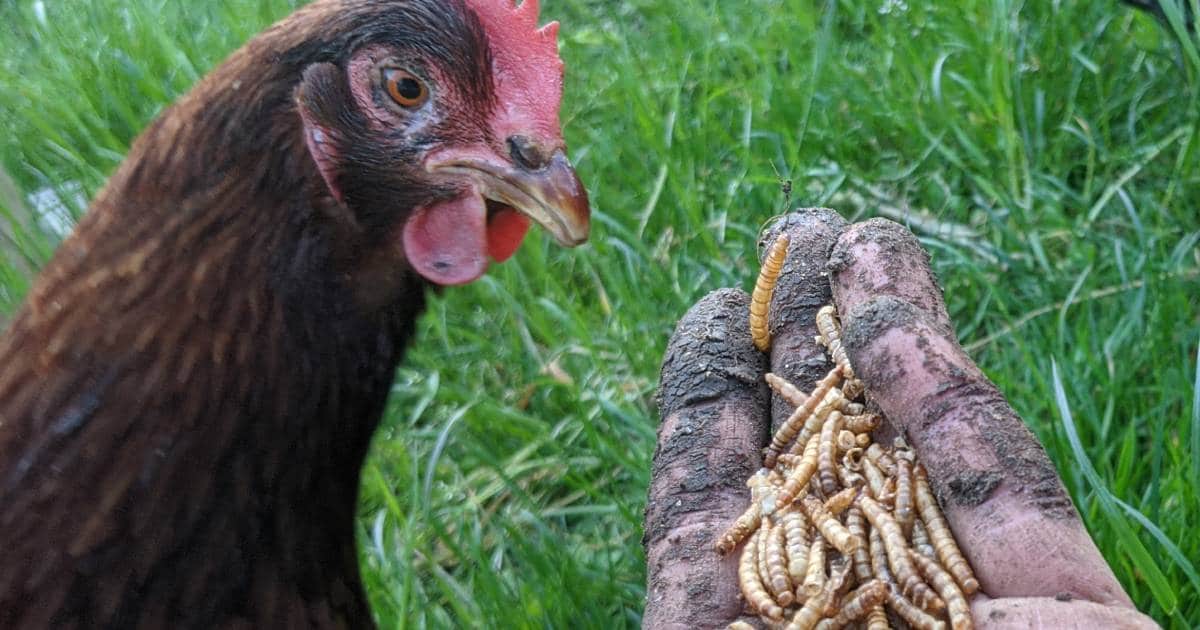 Donner des vers de farine déshydratés à ses poules