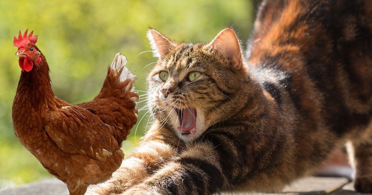 Faut-il craindre les chats quand j’ai des poules ?