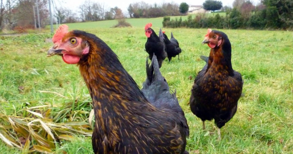 La poule Harco de A à Z