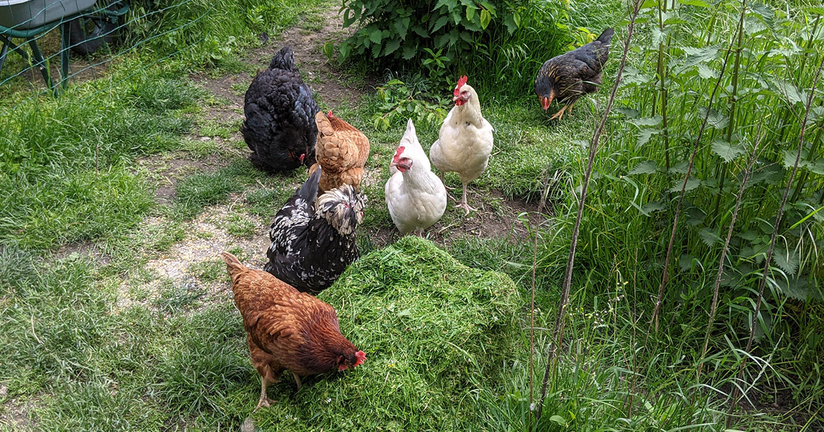 tonte de pelouse aux poules