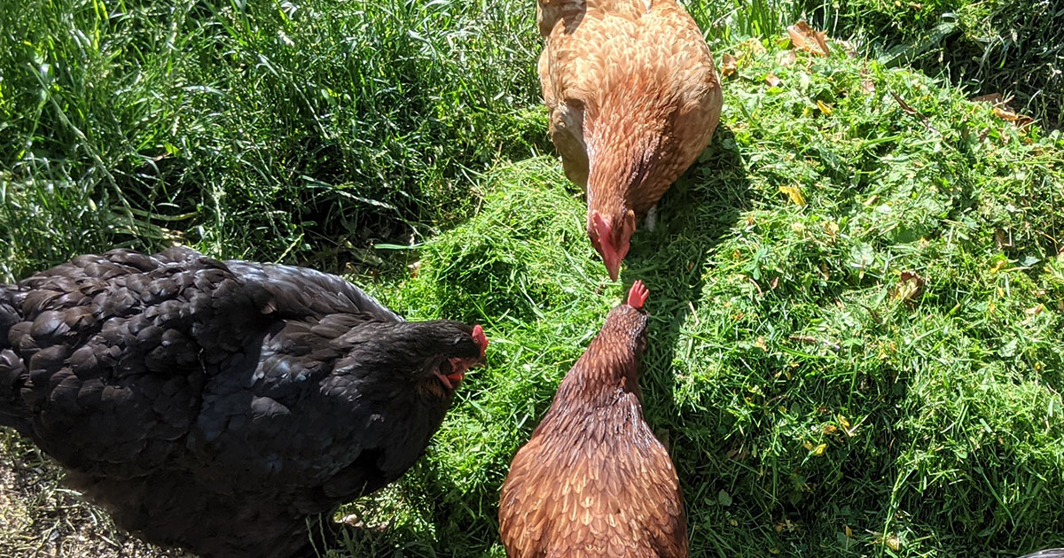 poule dans l'herbe tondue