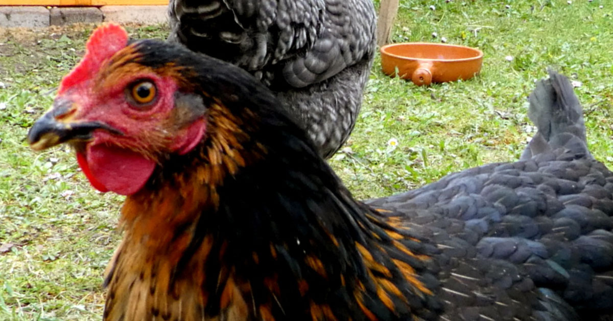 poule harco