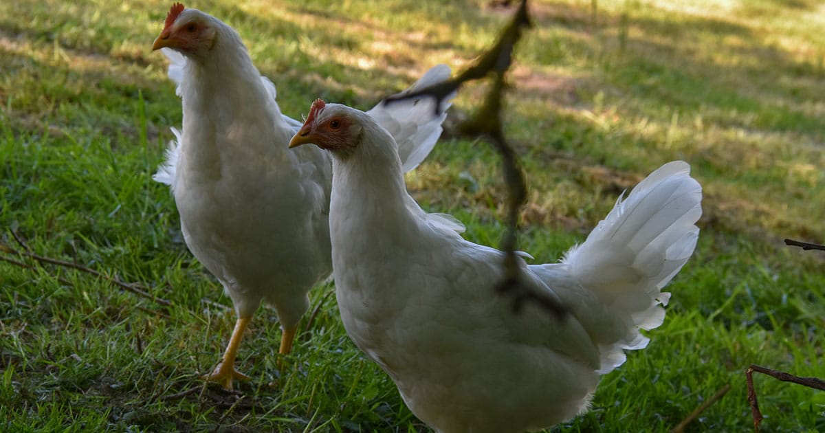 poule leghorn